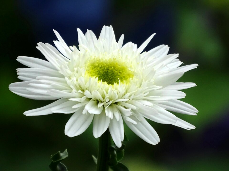 White bloom daisy plant