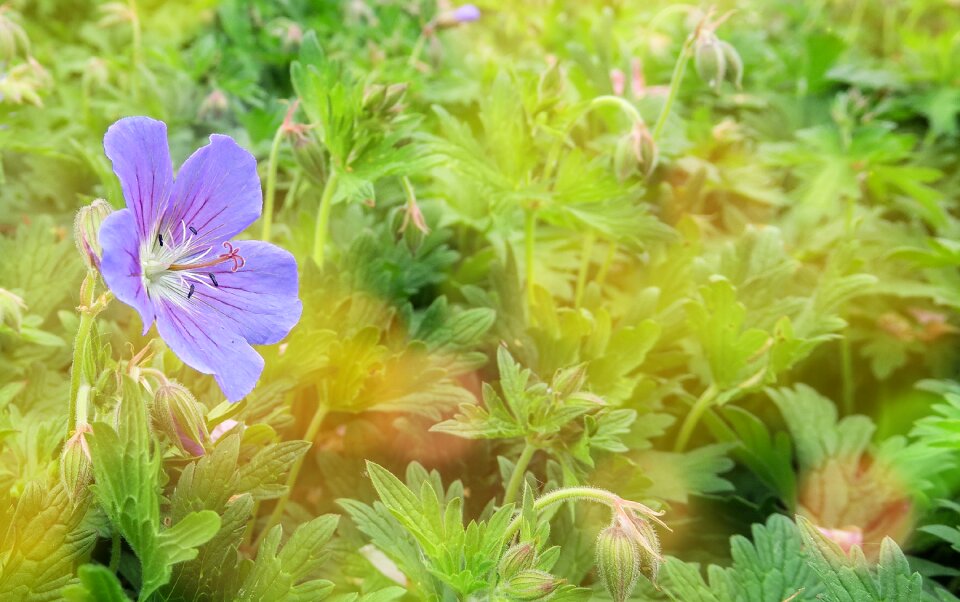 Bloom purple pastel
