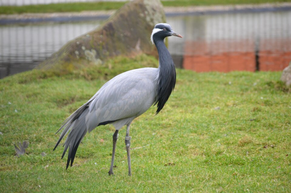 Bird grey nature