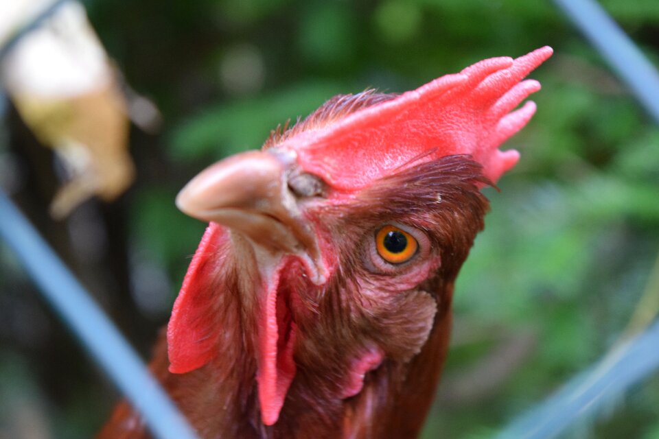 Animal portrait bird poultry