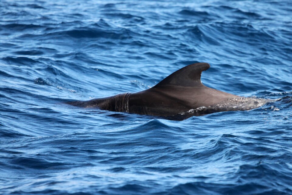 Marine mammals water sea