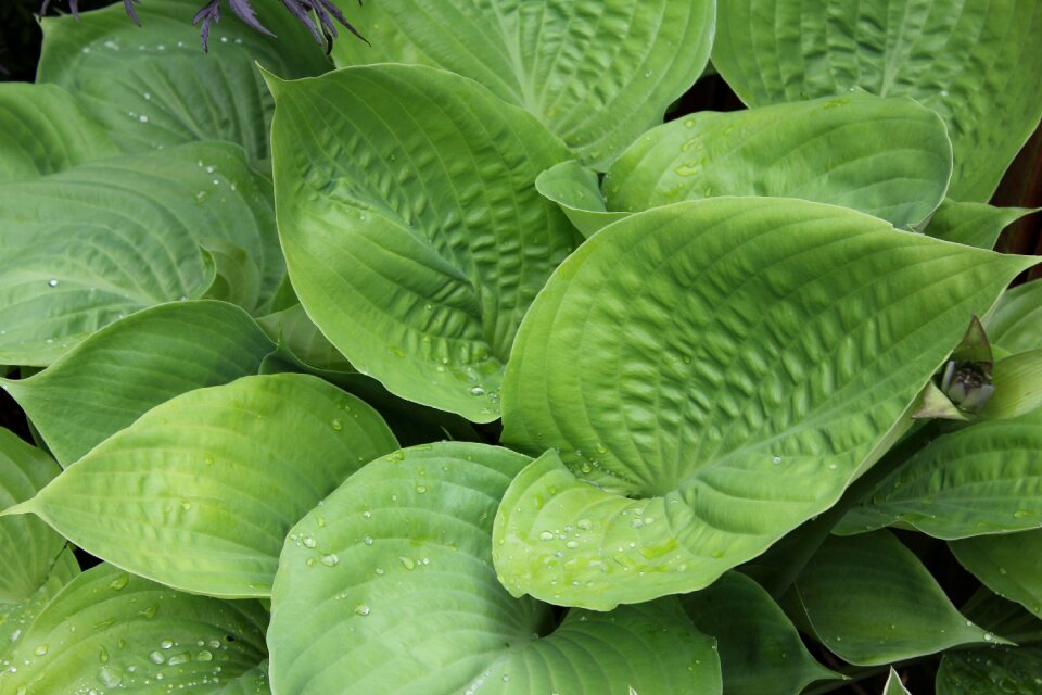 Leaves ribbed woodland