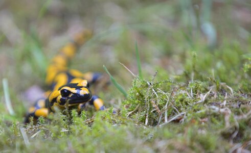 Salamander amphibians animal photo