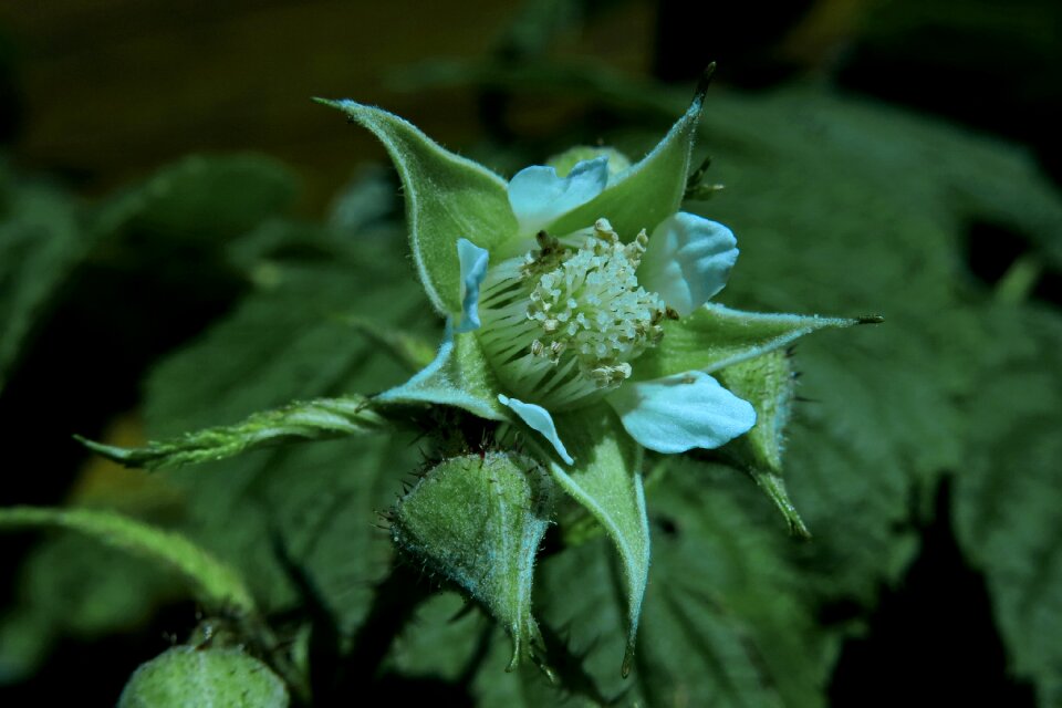 Close up rubus idaeus roses