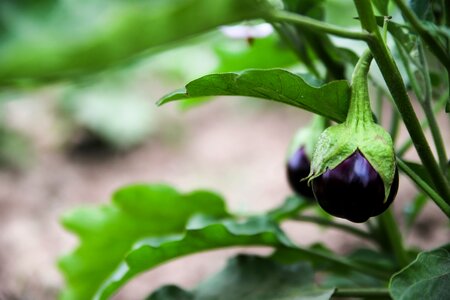 Organic food fresh