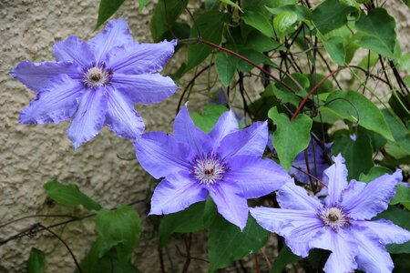 Flowers petals violet photo