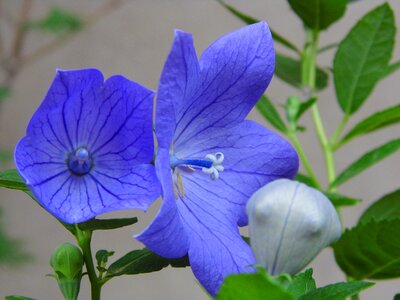 Balónovník veľkokvetý blue flower nature photo