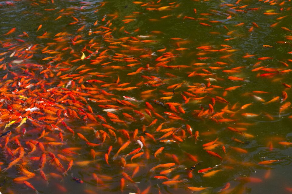 Pond water carp swarm photo