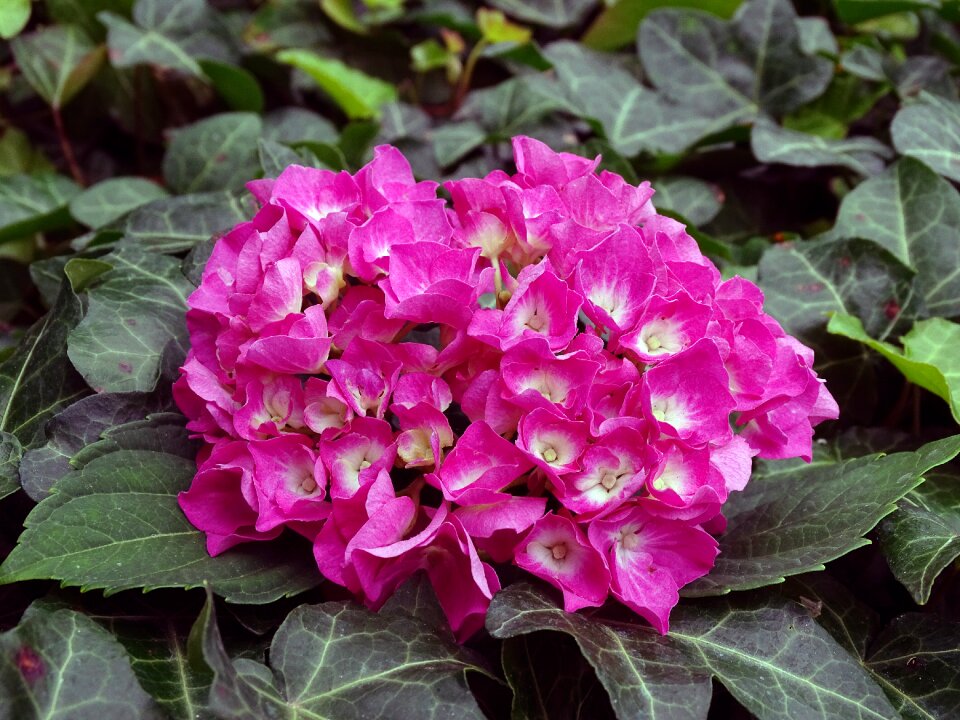 Hortensia renate steiniger hortensis