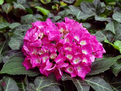 Hortensia renate steiniger hortensis