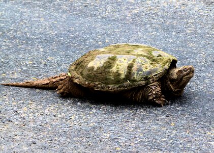 Turtle aquatic wildlife photo