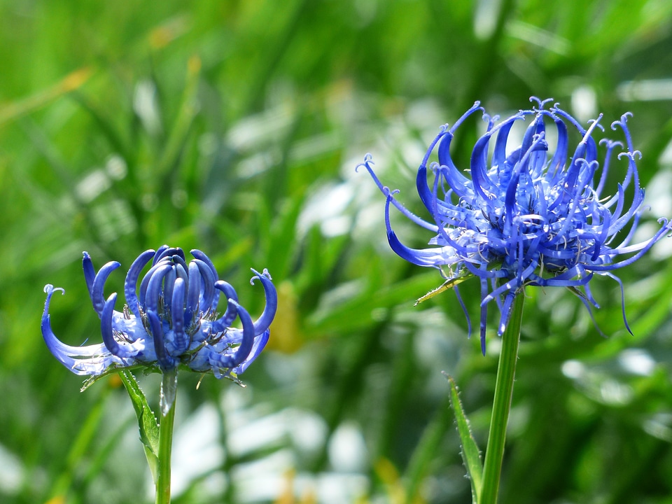 Bloom blue phyteuma orbiculare