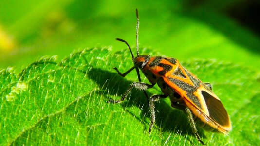 Bug nature natural
