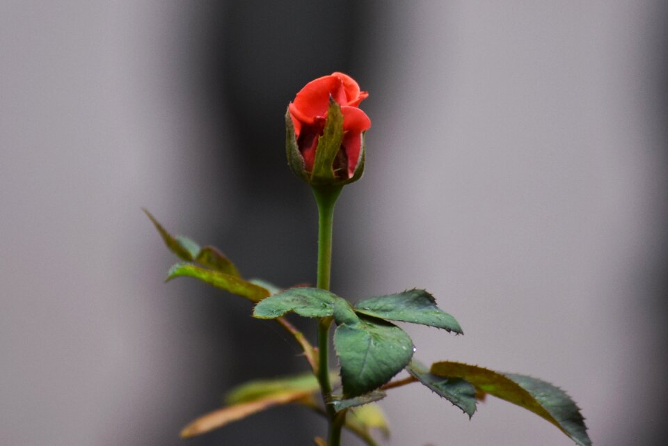 Flower floral rose portrait