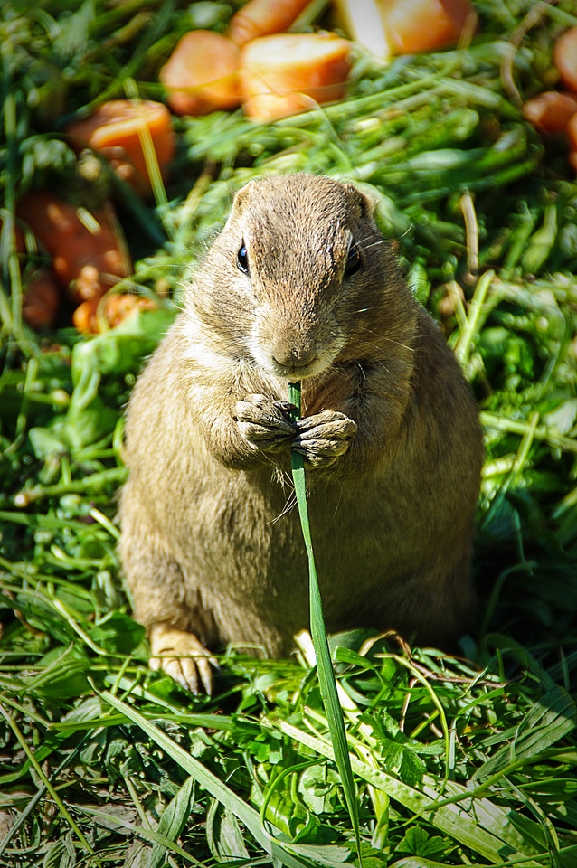 Rodent keep nager