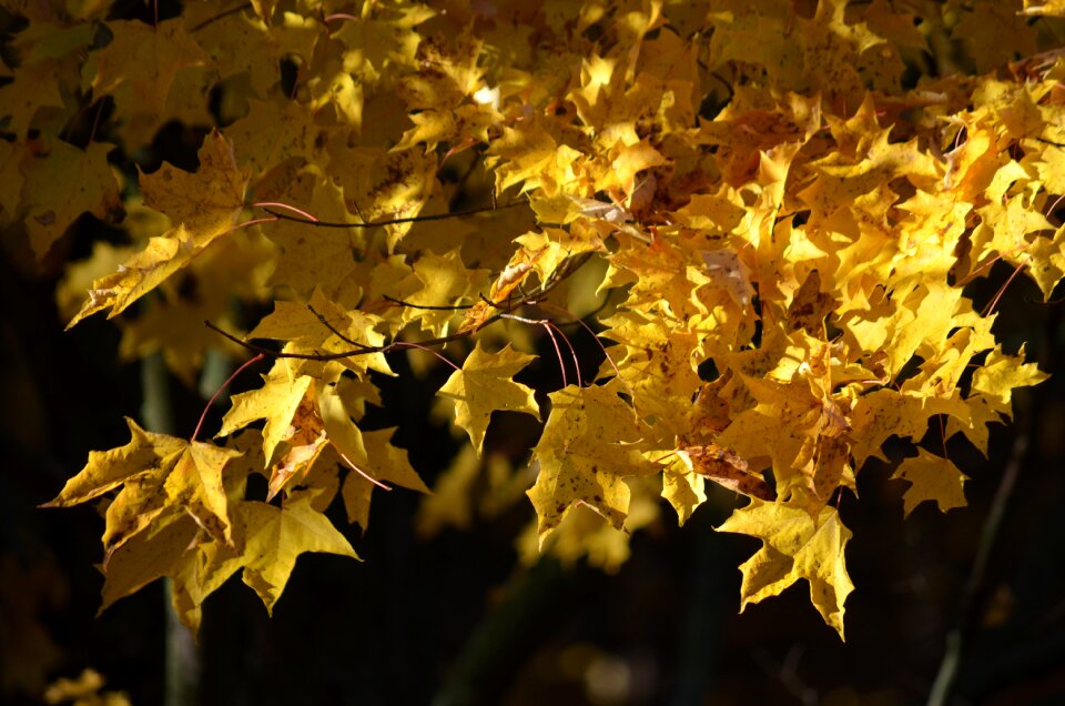 Nature tree leaf