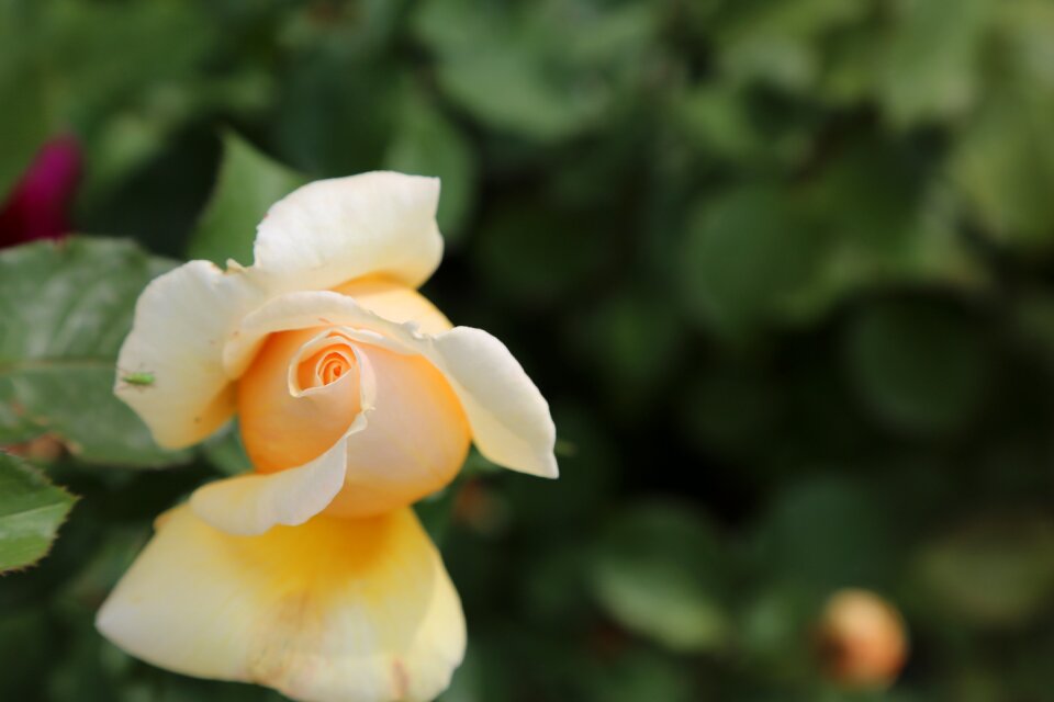 Plant rose pictures leaves