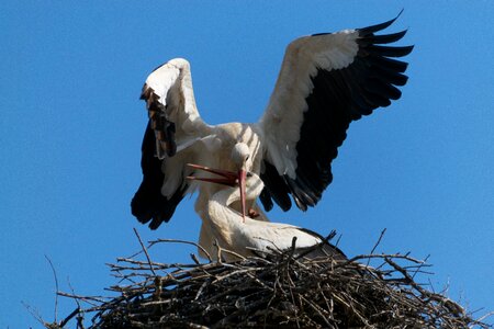 Stork bird had not been a stork photo