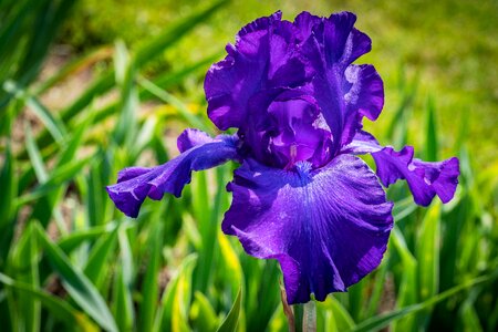 Spring presby iris gardens photo