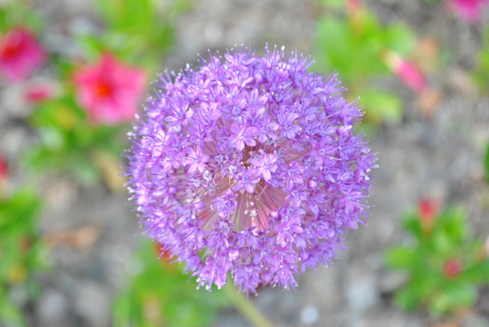 Purple flowers blossom