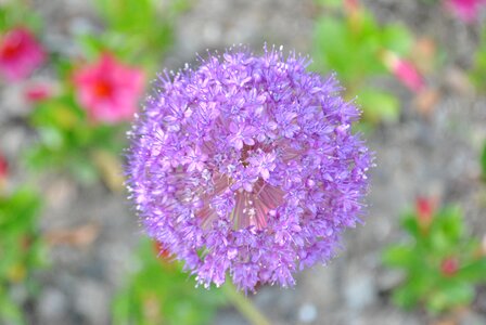 Purple flowers blossom