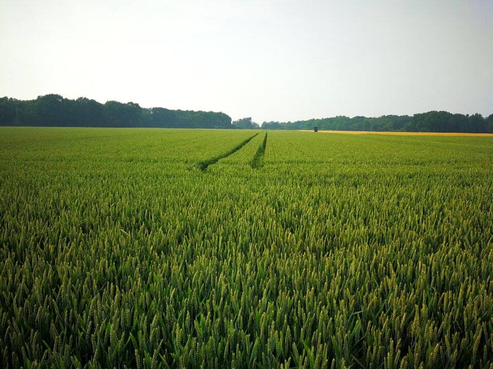 Agriculture food harvest