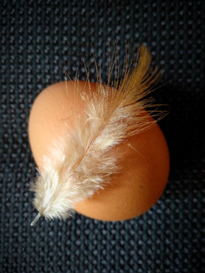 Bird background egg