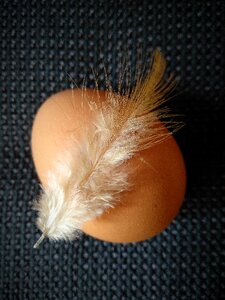 Bird background egg photo