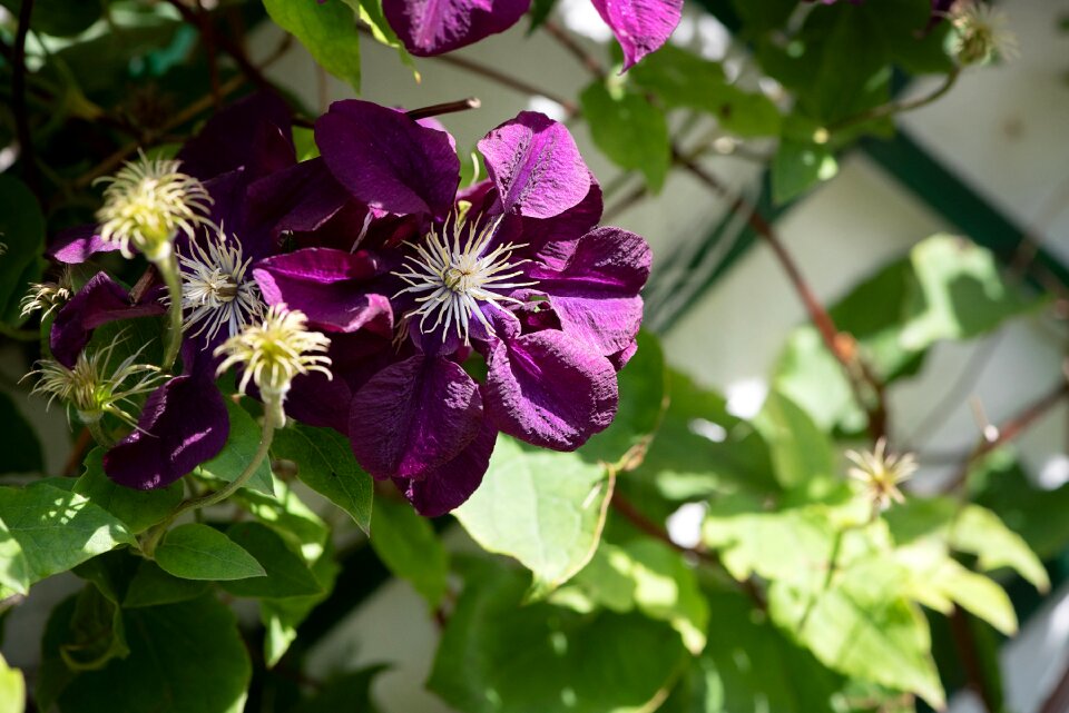 Flower blossom bloom