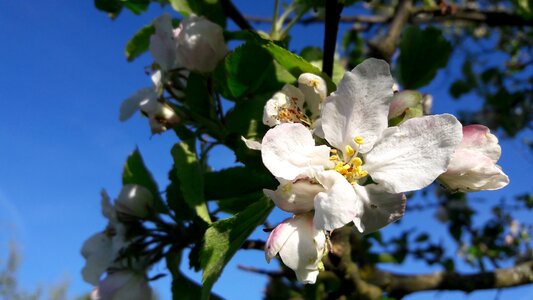 Apple tree spring orchard photo