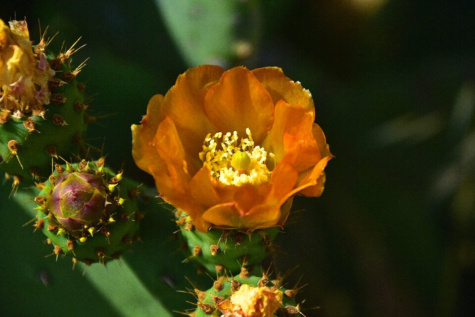 Nature wild flowers plant