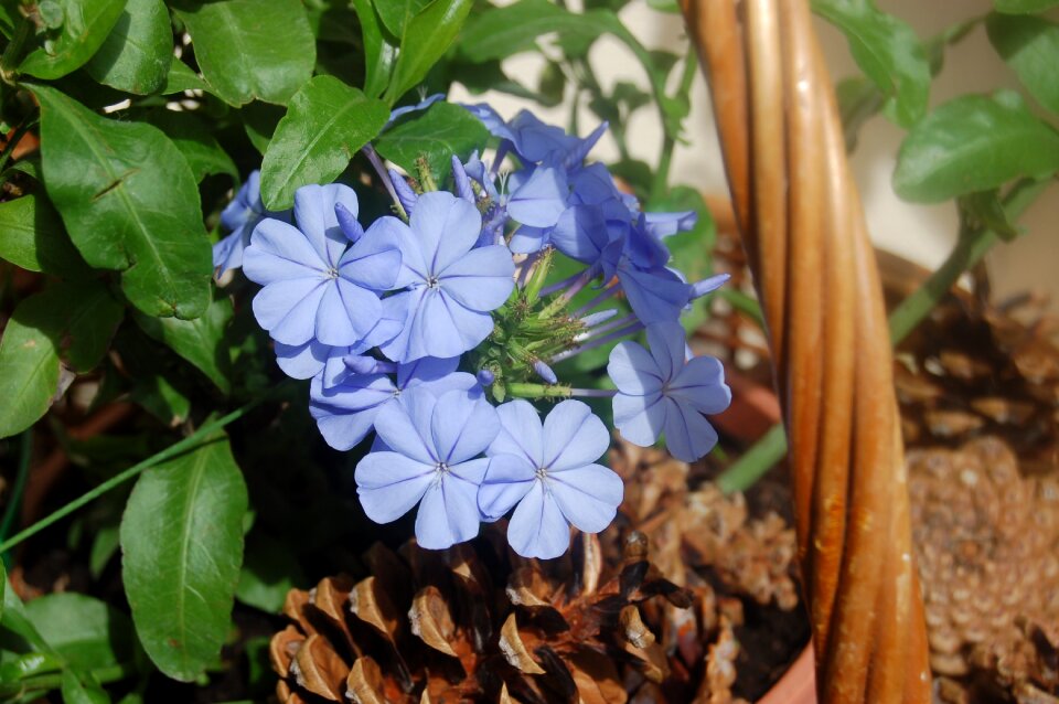 Blue flower bloom summer