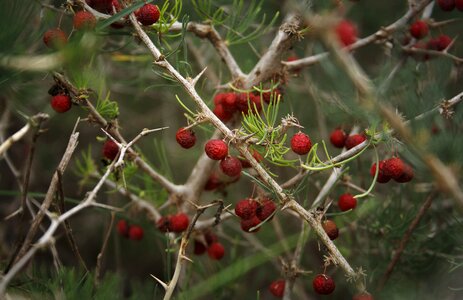 Nature winter red berries photo