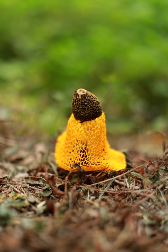 Plants hill fungi
