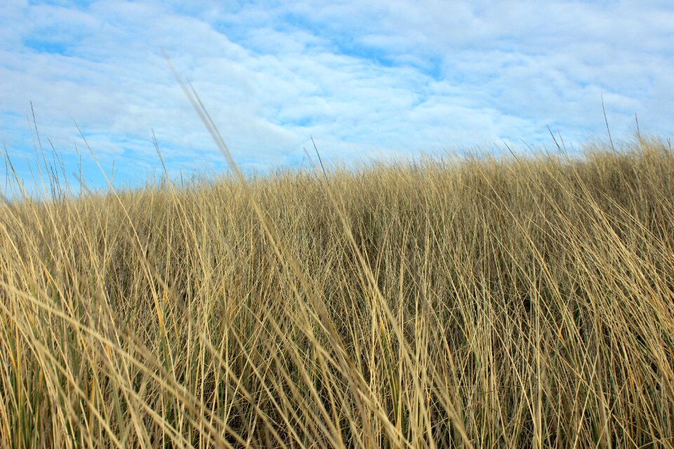 Dune grass clouds coast