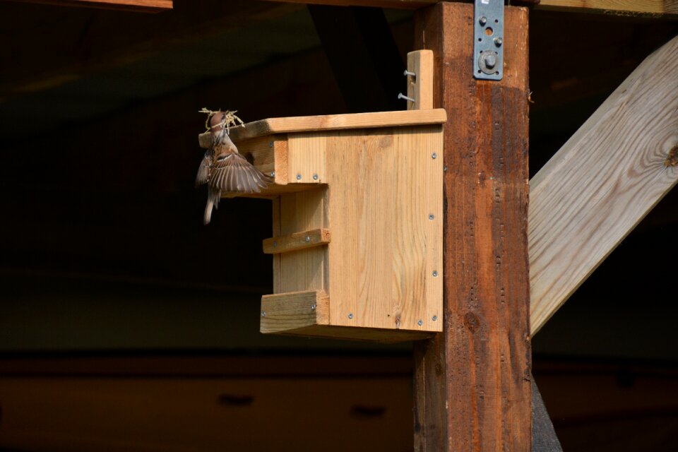 Nest building aviary finch