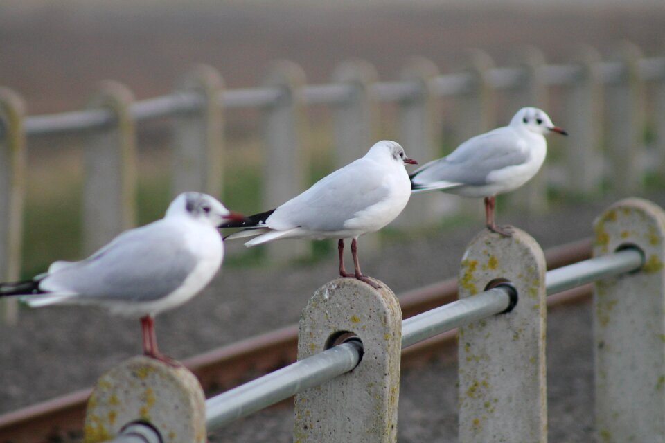Seaside coast