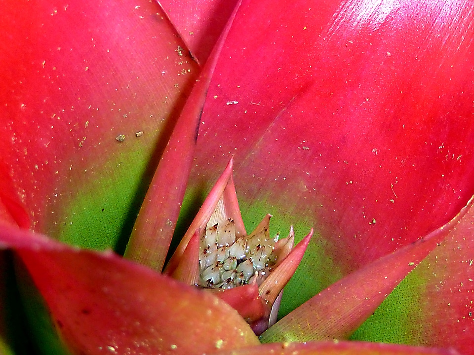 Flower exotic jungle