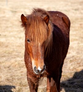 Animal equestrian farm photo