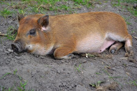 Farm piglet nature
