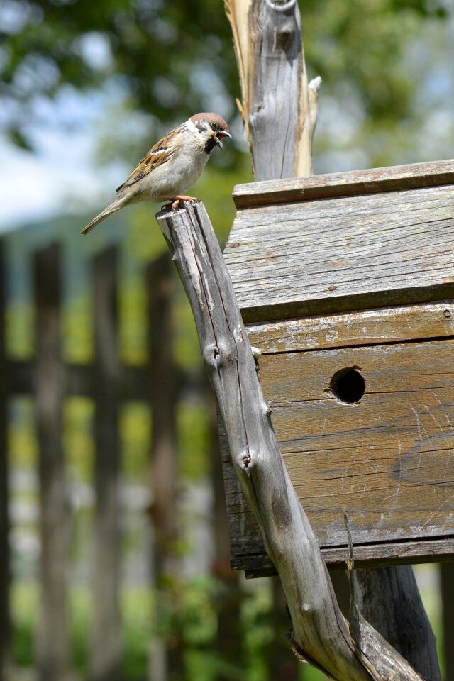 Birds cage country natural