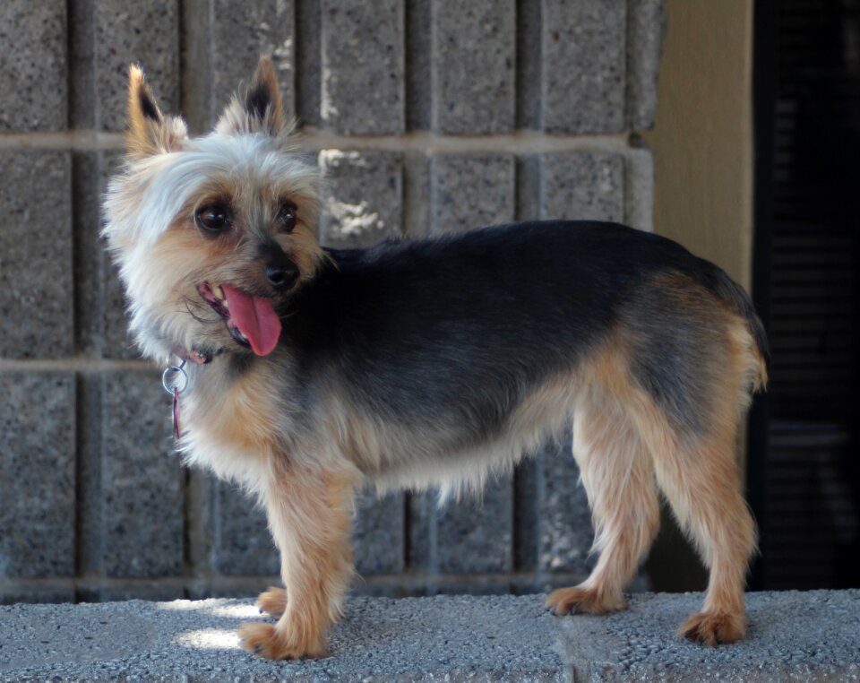 Animal canine cute