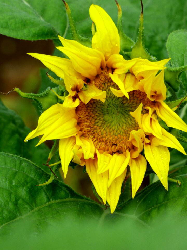 Nature plant sun