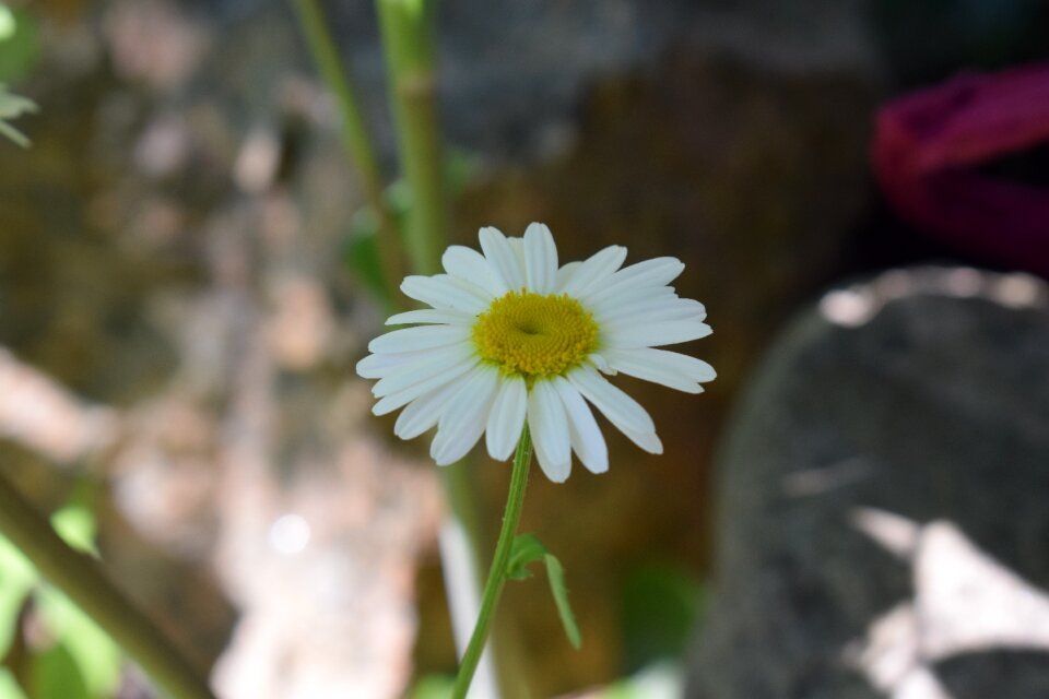 Summer white flowers