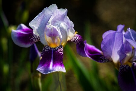 Spring hand in hand presby iris gardens