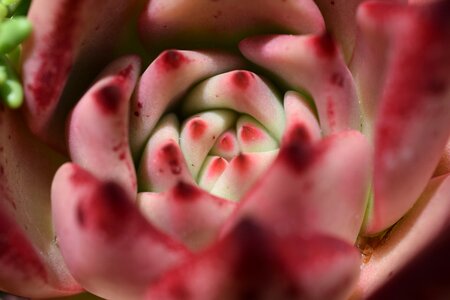 Blossom bloom cactus flowers photo