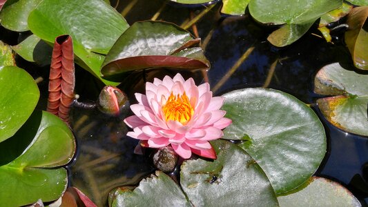 Lotus webdesign company mountain lake