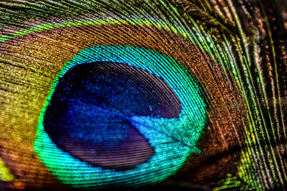 Pheasant animal texture