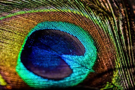 Pheasant animal texture