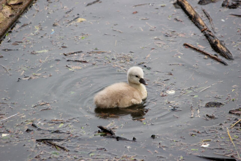 Young animal fauna animal world